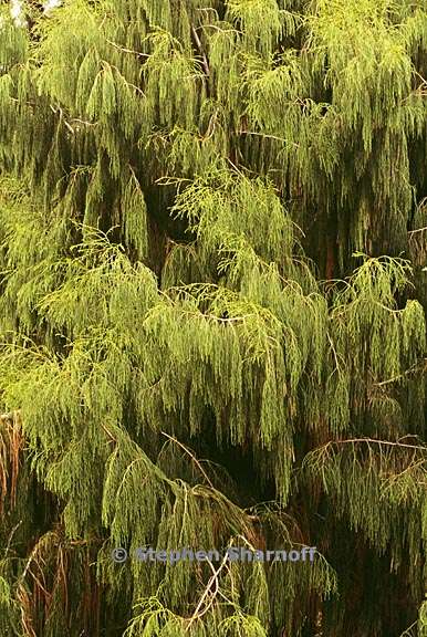 dacrydium cupressinum 1 graphic